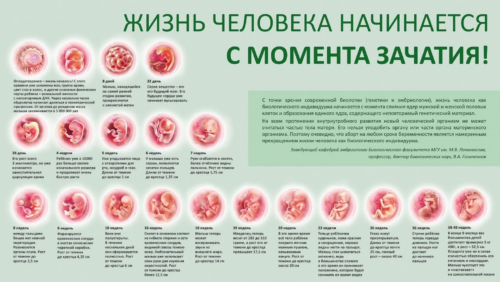Информация об аборте
